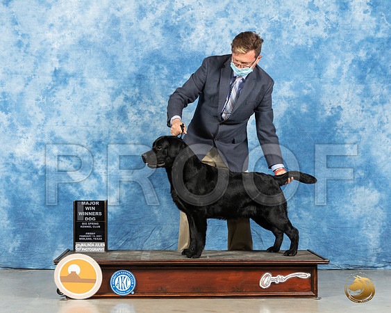 Labrador Retriever #55 Fri WD Judge Kimberly Meredith_MMJ_0650_Mdlnd21_HR3