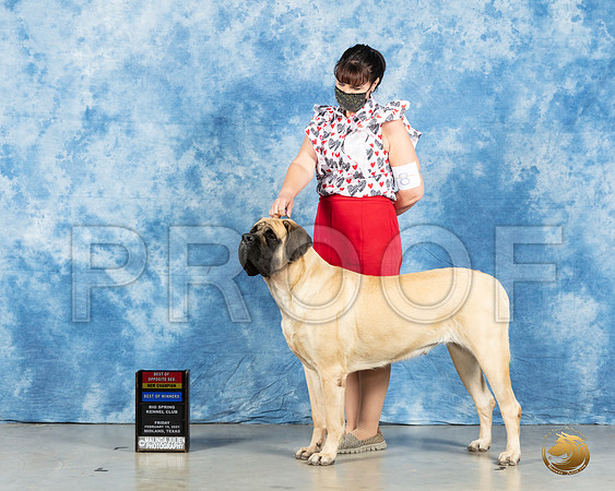 Mastiff #8 Fri BOS Judge Judith Brown_MMJ_0625_Mdlnd21_HR3