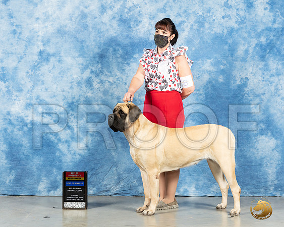Mastiff #8 Fri BOS Judge Judith Brown_MMJ_0626_Mdlnd21_HR3