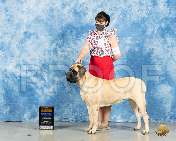 Mastiff #8 Fri BOS Judge Judith Brown_MMJ_0627_Mdlnd21_HR3