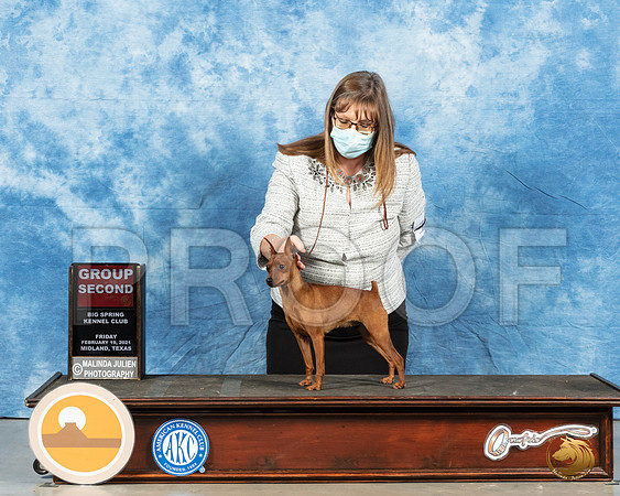 Miniature Pinscher #18 Fri G2 Judge Carolyn Herbel_MMJ_0717_Mdlnd21_HR3