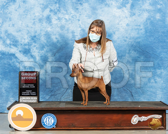 Miniature Pinscher #18 Fri G2 Judge Carolyn Herbel_MMJ_0721_Mdlnd21_HR3