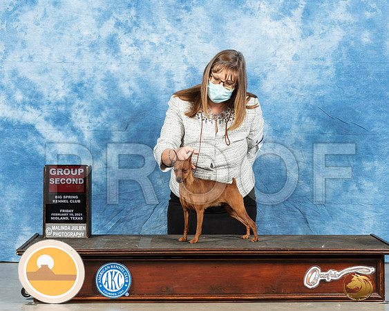 Miniature Pinscher #18 Fri G2 Judge Carolyn Herbel_MMJ_0722_Mdlnd21_HR3