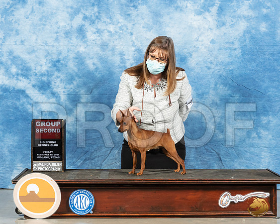 Miniature Pinscher #18 Fri G2 Judge Carolyn Herbel_MMJ_0723_Mdlnd21_HR3