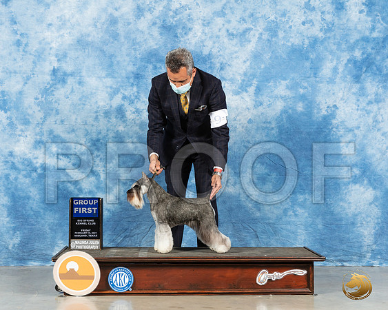 Miniature Schnauzer #10 Fri G1 Judge Peggy Lloyd_MMJ_0694_Mdlnd21_HR3