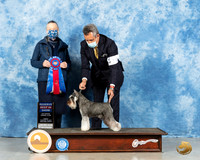 Miniature Schnauzer #10 Fri RBIS Judge Carolyn Herbel