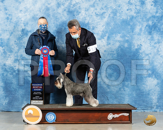 Miniature Schnauzer #10 Fri RBIS Judge Carolyn Herbel_MMJ_0752_Mdlnd21_HR3