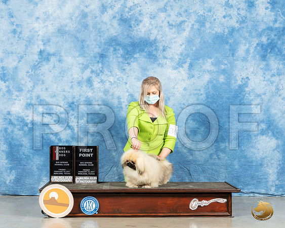 Pekingese #7 Fri BOW Judge Elizabeth Muthard_MMJ_0634_Mdlnd21_HR3