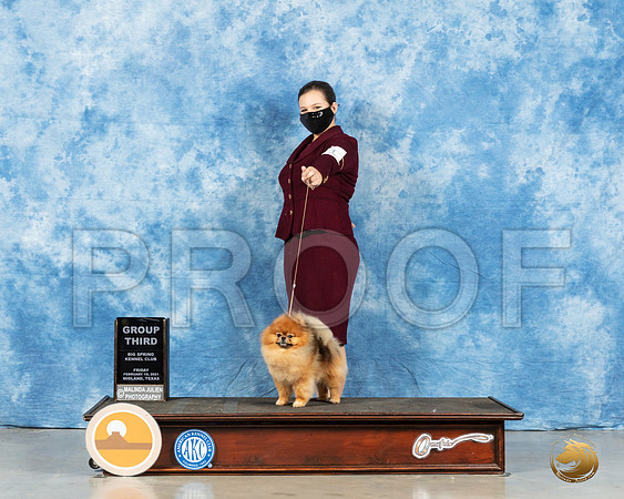 Pomeranian #31 Fri G3 Judge Carolyn Herbel_MMJ_0731_Mdlnd21_HR3