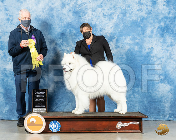 Samoyed #7 G3 Judge Dr Steve Keating_MMJ_0739_Mdlnd21_HR3