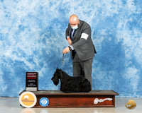Scottish Terrier #5 Fri G2 Judge Peggy Lloyd