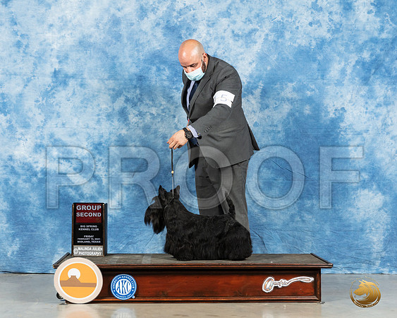 Scottish Terrier #5 Fri G2 Judge Peggy Lloyd_MMJ_0676_Mdlnd21_HR3
