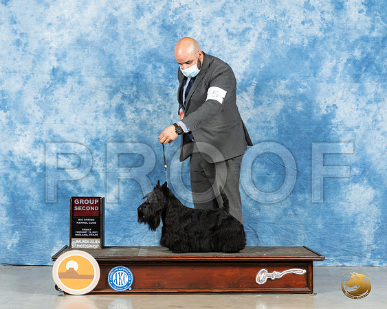 Scottish Terrier #5 Fri G2 Judge Peggy Lloyd_MMJ_0679_Mdlnd21_HR3