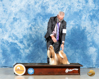 Shih Tzu #5 Fri G1 Judge Carolyn Herbel