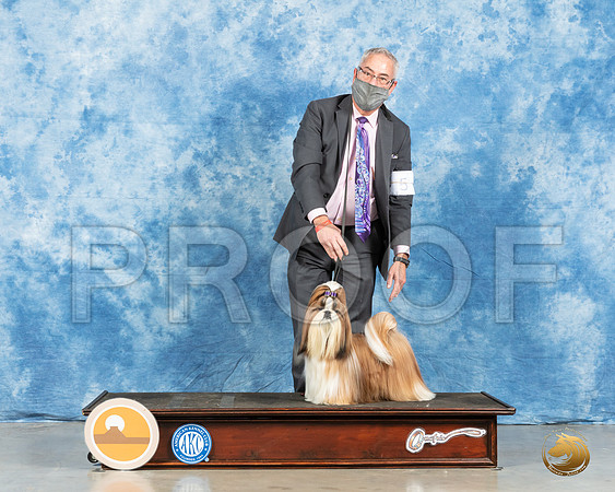 Shih Tzu #5 Fri G1 Judge Carolyn Herbel_MMJ_0708_Mdlnd21_HR3