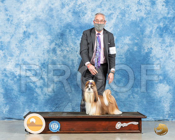 Shih Tzu #5 Fri G1 Judge Carolyn Herbel_MMJ_0713_Mdlnd21_HR3