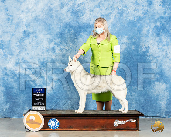Siberian Husky #30 Fri BOW Judge Ted Eubanks_MMJ_0629_Mdlnd21_HR3
