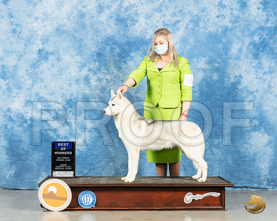 Siberian Husky #30 Fri BOW Judge Ted Eubanks_MMJ_0630_Mdlnd21_HR3