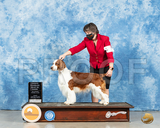 Welsh Springer Spaniel #5 Fri OHBIS Judge Denny Mounce _MMJ_0659_Mdlnd21_HR3