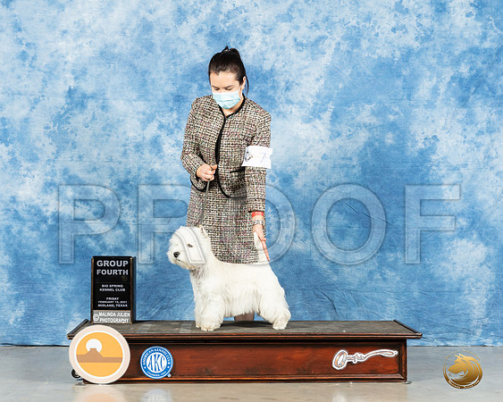 West Highland White Terrier #7 Fri G4 Judge Peggy Lloyd_MMJ_0691_Mdlnd21_HR3