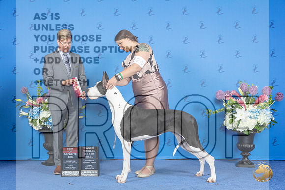 Great Dane #24 FRI BOS BOBOH Judge Douglas Johnson__JP_8982_Houston_2024_HR3