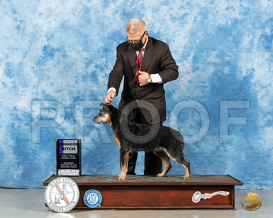 Australian Cattle Dog #6 Sat WB Judge Nancy Simmons_MMJ_0940_Mdlnd21_HR3