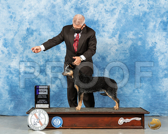 Australian Cattle Dog #6 Sat WB Judge Nancy Simmons_MMJ_0941_Mdlnd21_HR3