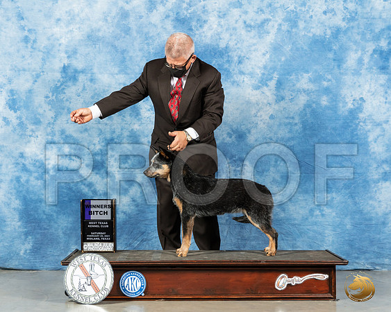 Australian Cattle Dog #6 Sat WB Judge Nancy Simmons_MMJ_0942_Mdlnd21_HR3