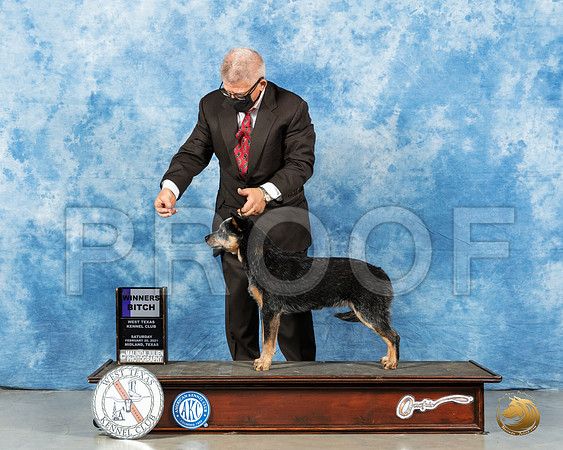 Australian Cattle Dog #6 Sat WB Judge Nancy Simmons_MMJ_0943_Mdlnd21_HR3