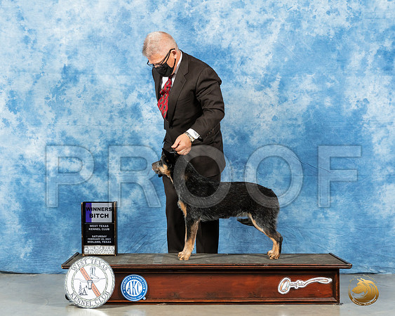 Australian Cattle Dog #6 Sat WB Judge Nancy Simmons_MMJ_0945_Mdlnd21_HR3