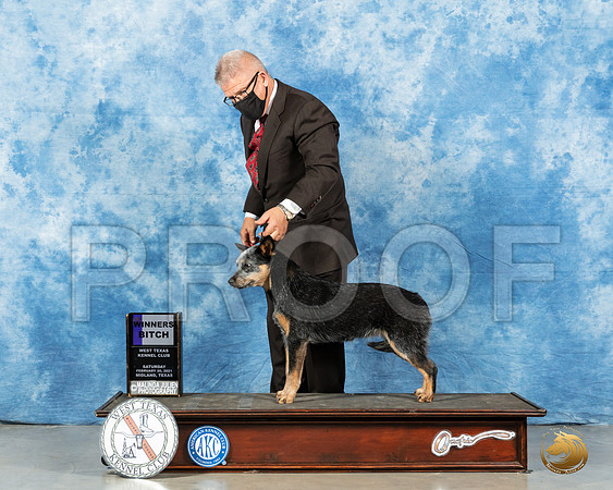 Australian Cattle Dog #6 Sat WB Judge Nancy Simmons_MMJ_0948_Mdlnd21_HR3