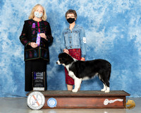 Border Collie #9 Sat WD Judge Kimberly Meredith