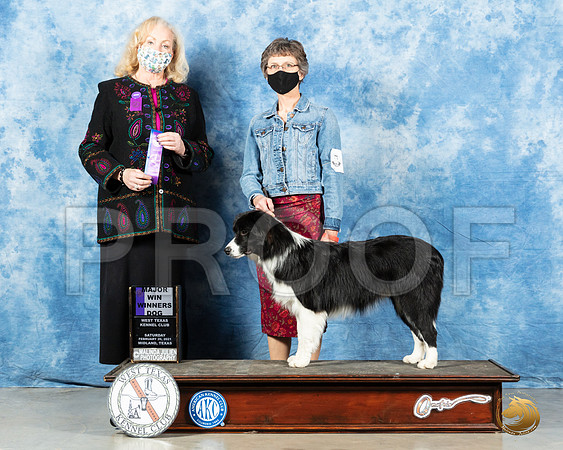 Border Collie #9 Sat WD Judge Kimberly Meredith_MMJ_0977_Mdlnd21_HR3