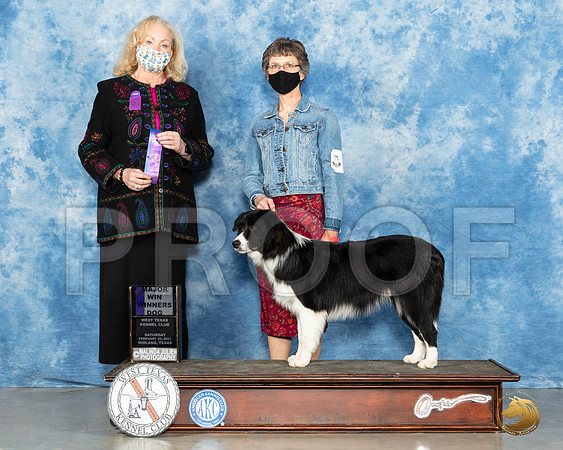 Border Collie #9 Sat WD Judge Kimberly Meredith_MMJ_0978_Mdlnd21_HR3