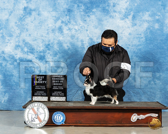 Chihuahua Long Coat #27 Sat BOV BOBOH Judge Ted Eubank_MMJ_0933_Mdlnd21_HR3
