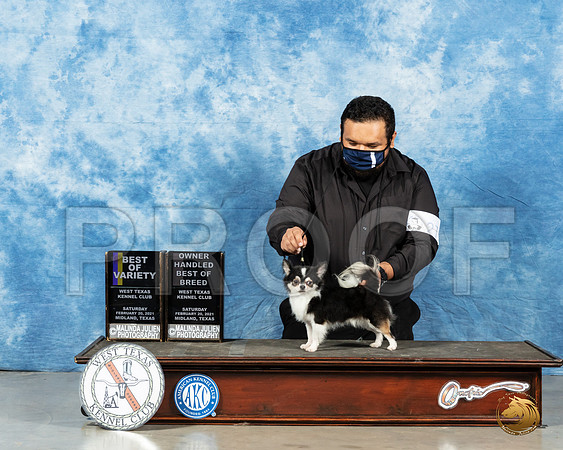 Chihuahua Long Coat #27 Sat BOV BOBOH Judge Ted Eubank_MMJ_0936_Mdlnd21_HR3