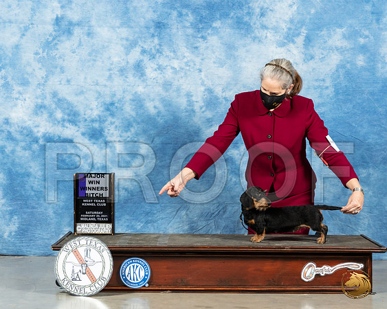 Dachshund Wire #6 Sat WB Judge Peggy Lloyd_MMJ_0925_Mdlnd21_HR3