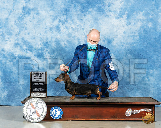 Dachshund Wire #7 Sat BOW Judge Peggy Lloyd_MMJ_0922_Mdlnd21_HR3