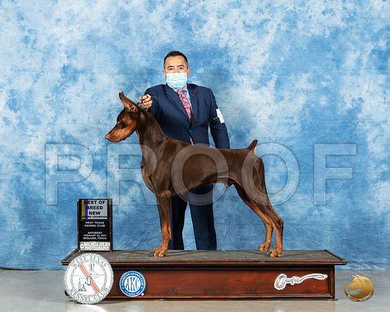 Doberman Pinscher #17 Sat BOB Judge Carolyn Herbel_MMJ_0951_Mdlnd21_HR3