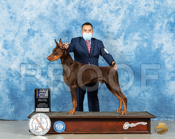 Doberman Pinscher #17 Sat BOB Judge Carolyn Herbel_MMJ_0952_Mdlnd21_HR3