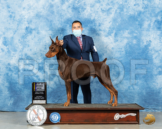 Doberman Pinscher #17 Sat BOB Judge Carolyn Herbel_MMJ_0953_Mdlnd21_HR3