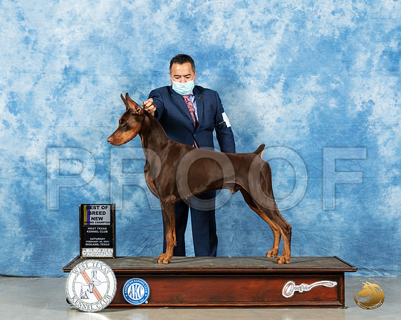 Doberman Pinscher #17 Sat BOB Judge Carolyn Herbel_MMJ_0955_Mdlnd21_HR3