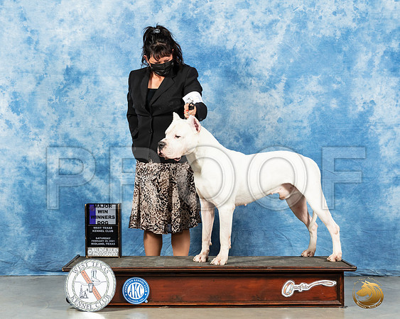 Dogo Argentino #11 Sat WD Judge Dr Erik Liebes_MMJ_0961_Mdlnd21_HR3
