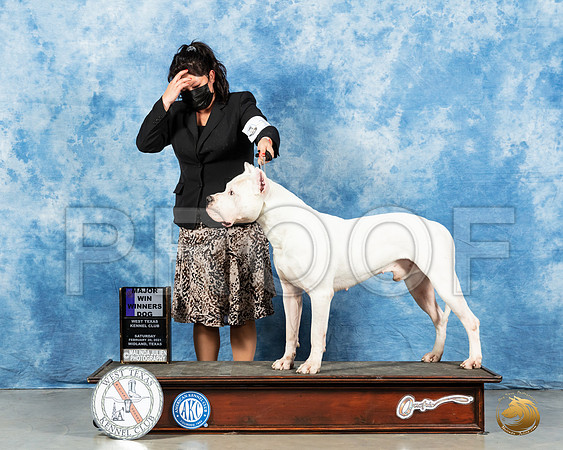 Dogo Argentino #11 Sat WD Judge Dr Erik Liebes_MMJ_0963_Mdlnd21_HR3