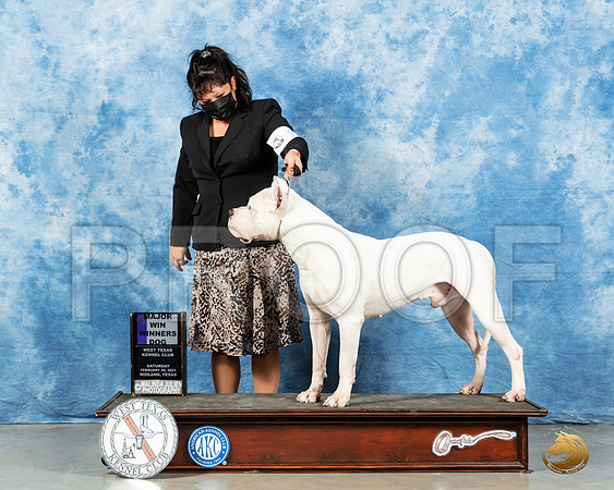 Dogo Argentino #11 Sat WD Judge Dr Erik Liebes_MMJ_0964_Mdlnd21_HR3