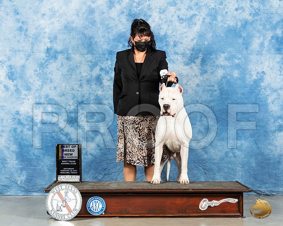 Dogo Argentino #15 Sat BOB Judge Dr Erik Liebes_MMJ_0958_Mdlnd21_HR3