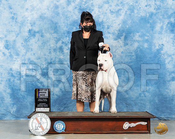 Dogo Argentino #15 Sat BOB Judge Dr Erik Liebes_MMJ_0959_Mdlnd21_HR3