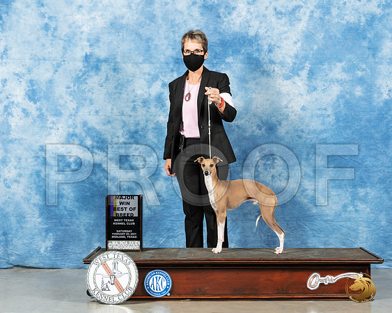 Italian Greyhound #15 Sat BOB Judge Charles Olvis_MMJ_0891_Mdlnd21_HR3