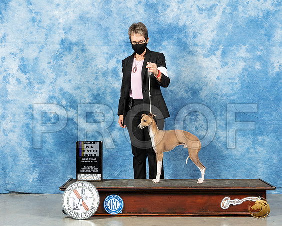 Italian Greyhound #15 Sat BOB Judge Charles Olvis_MMJ_0893_Mdlnd21_HR3