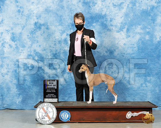 Italian Greyhound #15 Sat BOB Judge Charles Olvis_MMJ_0894_Mdlnd21_HR3